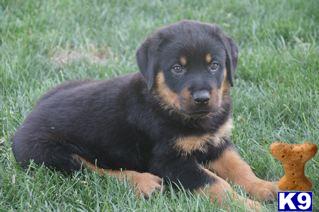 Rottweiler Puppies for Sale